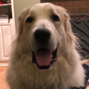 Meet your Posher, Isabella